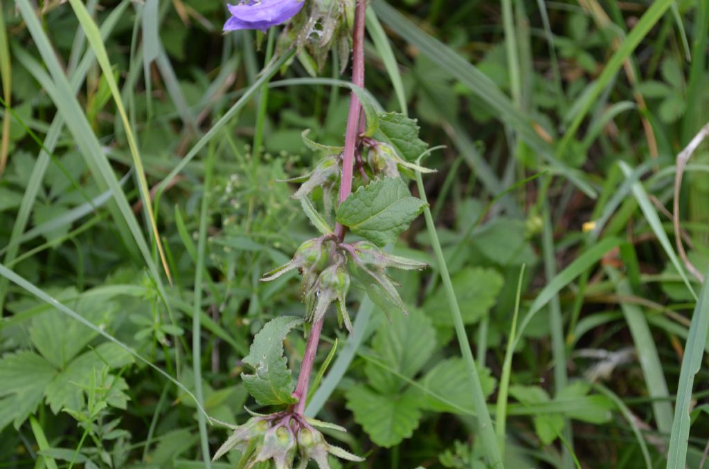 Campanula cfr. latifolia